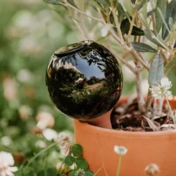 Olla, oya noire à planter pour plantes