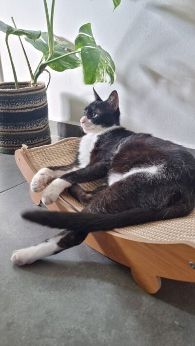Lit griffoir pour chat en bois