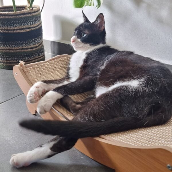 Lit griffoir pour chat en bois