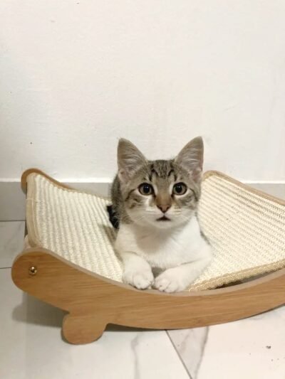 chat dans un panier design en bois. deux en un lit et griffoir
