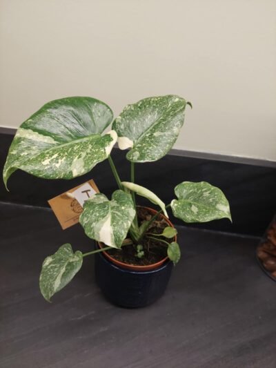 Monstera Thaï Constellation crème brûlée – Image 8