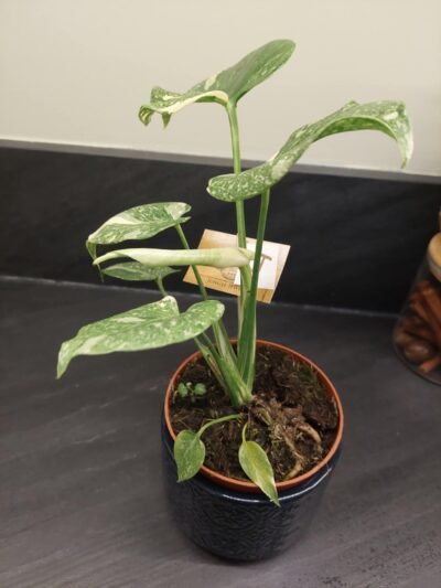 Monstera Thaï Constellation crème brûlée – Image 7