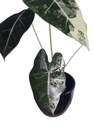 Alocasia Frydek Variegata – Image 2