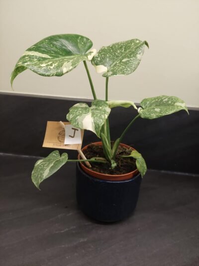 Monstera Thaï Constellation crème brûlée – Image 9