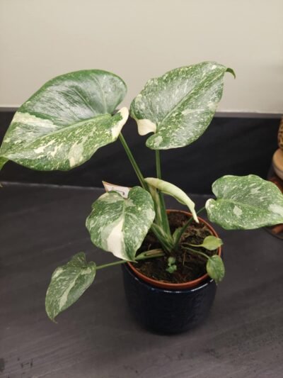 Monstera Thaï Constellation crème brûlée – Image 10