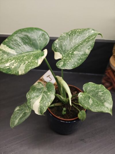 Monstera thai constellation