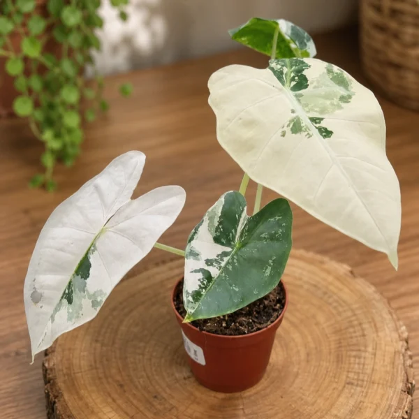 Alocasia frydek variegata diametre pot 15cm
