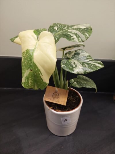 Monstera Thai Constellation panachée crème brulée plante entière prix bas