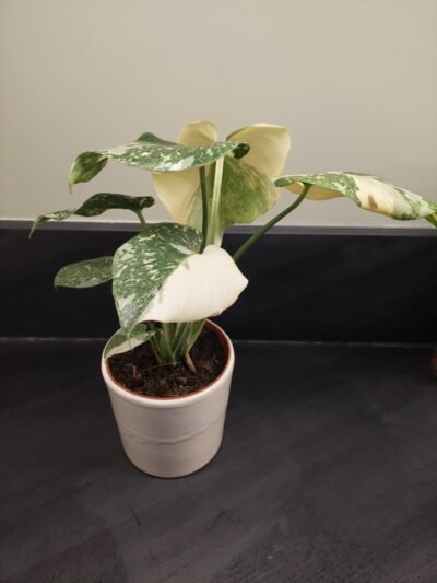 Monstera Thai Constellation panachée crème brulée plante entière promo