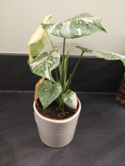Monstera Thai Constellation promo