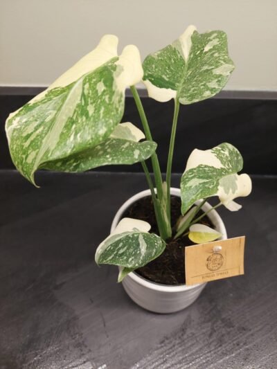 Monstera ThaÏ constellation crème brûlée