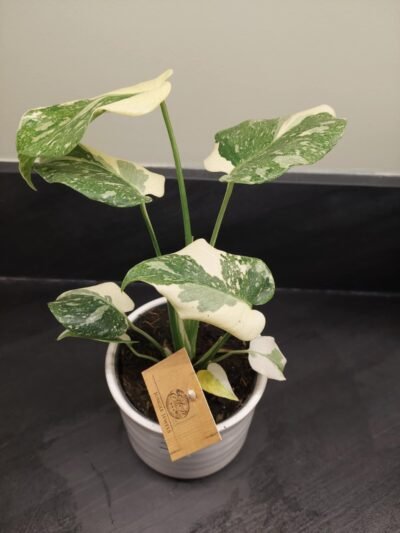Monstera Thaï Constellation crème brûlée – Image 2