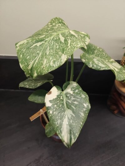 Monstera Thaï Constellation crème brûlée – Image 35