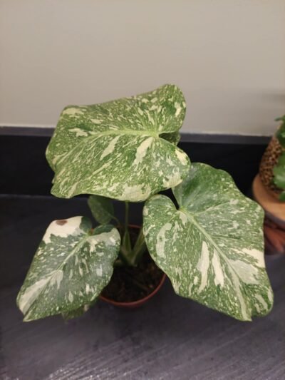 Monstera Thai constellation