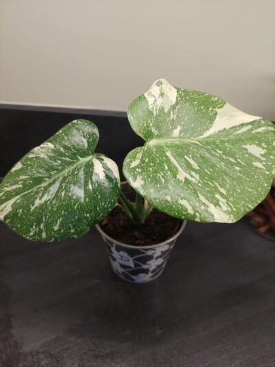 Monstera Thaï Constellation crème brûlée – Image 34