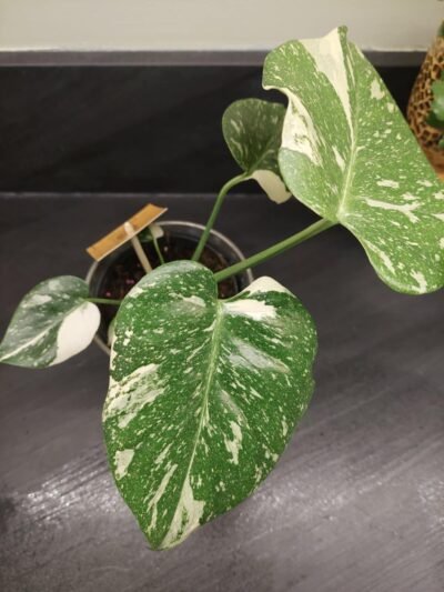 Monstera Thaï Constellation crème brûlée – Image 29