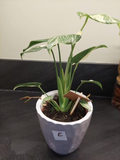 Monstera Thaï Constellation crème brûlée – Image 31