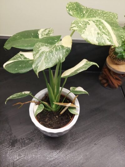 Monstera Thaï Constellation crème brûlée – Image 30