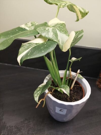 Monstera Thaï Constellation crème brûlée – Image 27