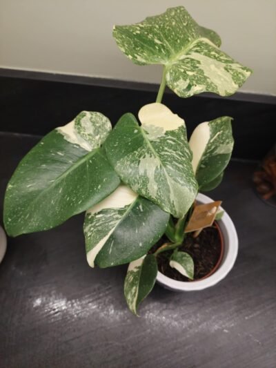 Monstera Thai constellation panachée