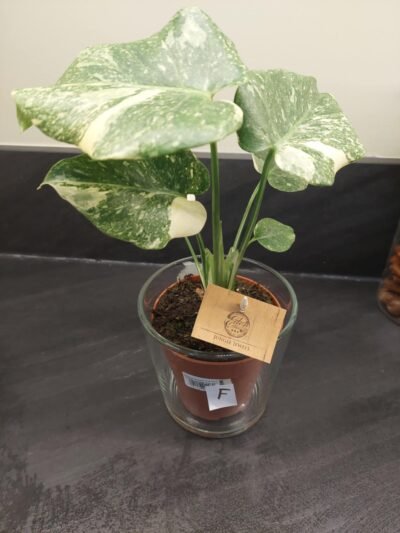 Monstera Thaï Constellation crème brûlée – Image 28