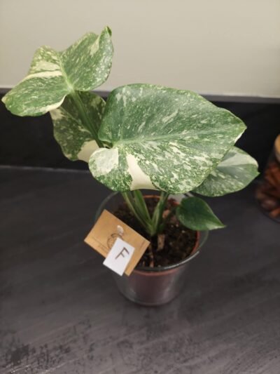 Monstera Thaï constellation