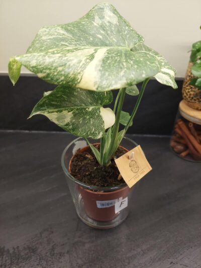 Monstera Thaï Constellation crème brûlée – Image 24
