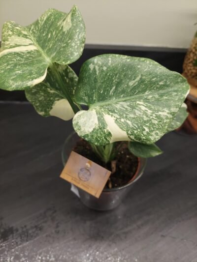 Monstera Thaï Constellation crème brûlée – Image 23