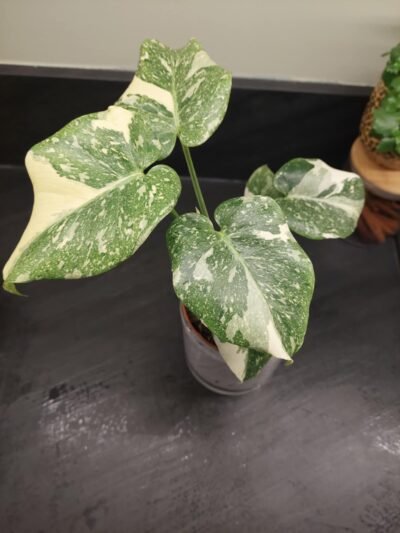 Monstera Thaï Constellation crème brûlée – Image 22