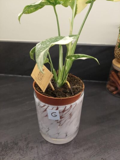 Monstera Thaï Constellation crème brûlée – Image 21