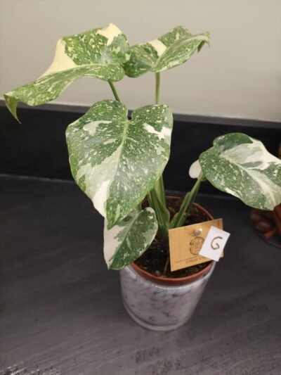 Monstera Thaï constellation pas chere