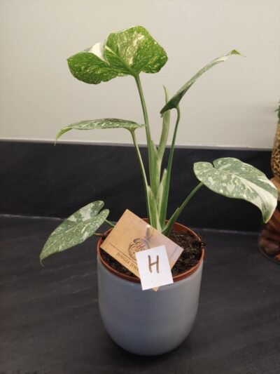 Monstera Thaï Constellation crème brûlée – Image 20