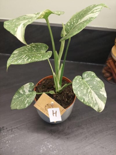 Monstera thai constellation