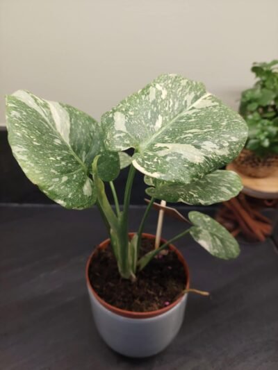 Monstera Thaï Constellation crème brûlée – Image 15