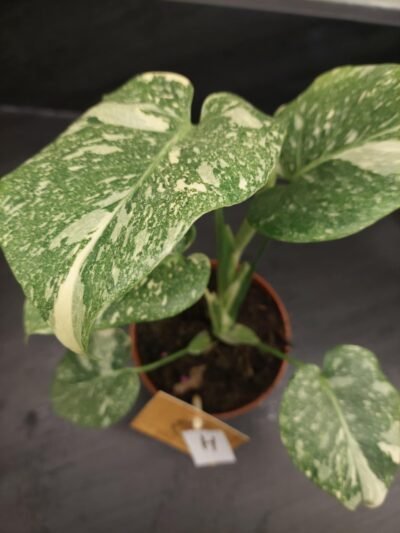 Monstera Thaï Constellation crème brûlée – Image 16