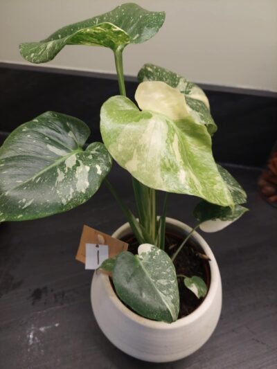 Monstera Thaï Constellation crème brûlée – Image 17