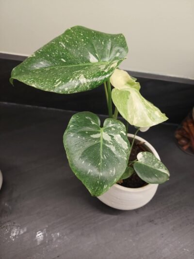 Monstera Thaï Constellation crème brûlée – Image 14