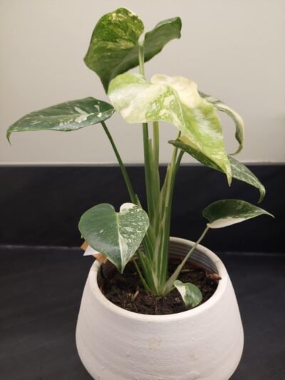 Monstera Thaï Constellation crème brûlée – Image 13