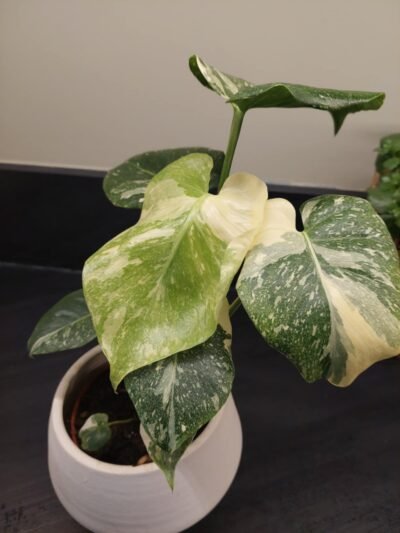 Monstera thai constellation creme brulée