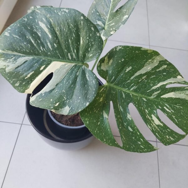 Monsterai thaï constellation adulte