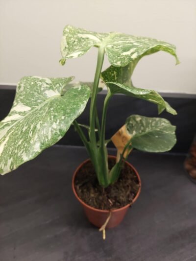 Monstera Thaï Constellation crème brûlée – Image 32