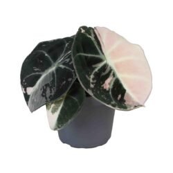 Alocasia Black Velvet Variegata, feuillage rose pour black velvet variegated