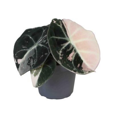 Alocasia Black Velvet Variegata, feuillage rose pour black velvet variegated