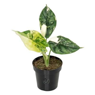 Alocasia Dragon Scale Variegata en pot taille medium