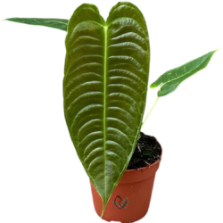 Anthurium Veitchii taille grande, plante rare