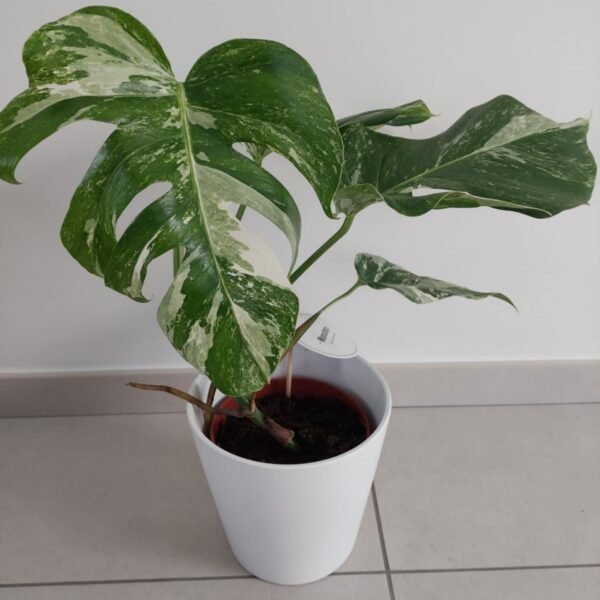Monstera variegata adulte