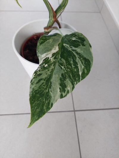 Acheter Monstera Variegata en ligne – Image 3