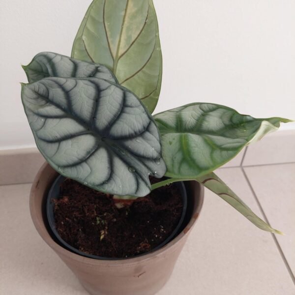 Alocasia Dragon Silver plante adulte