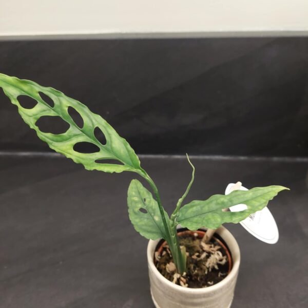 Monstera obliqua peru, baby taille S promotion plante rare