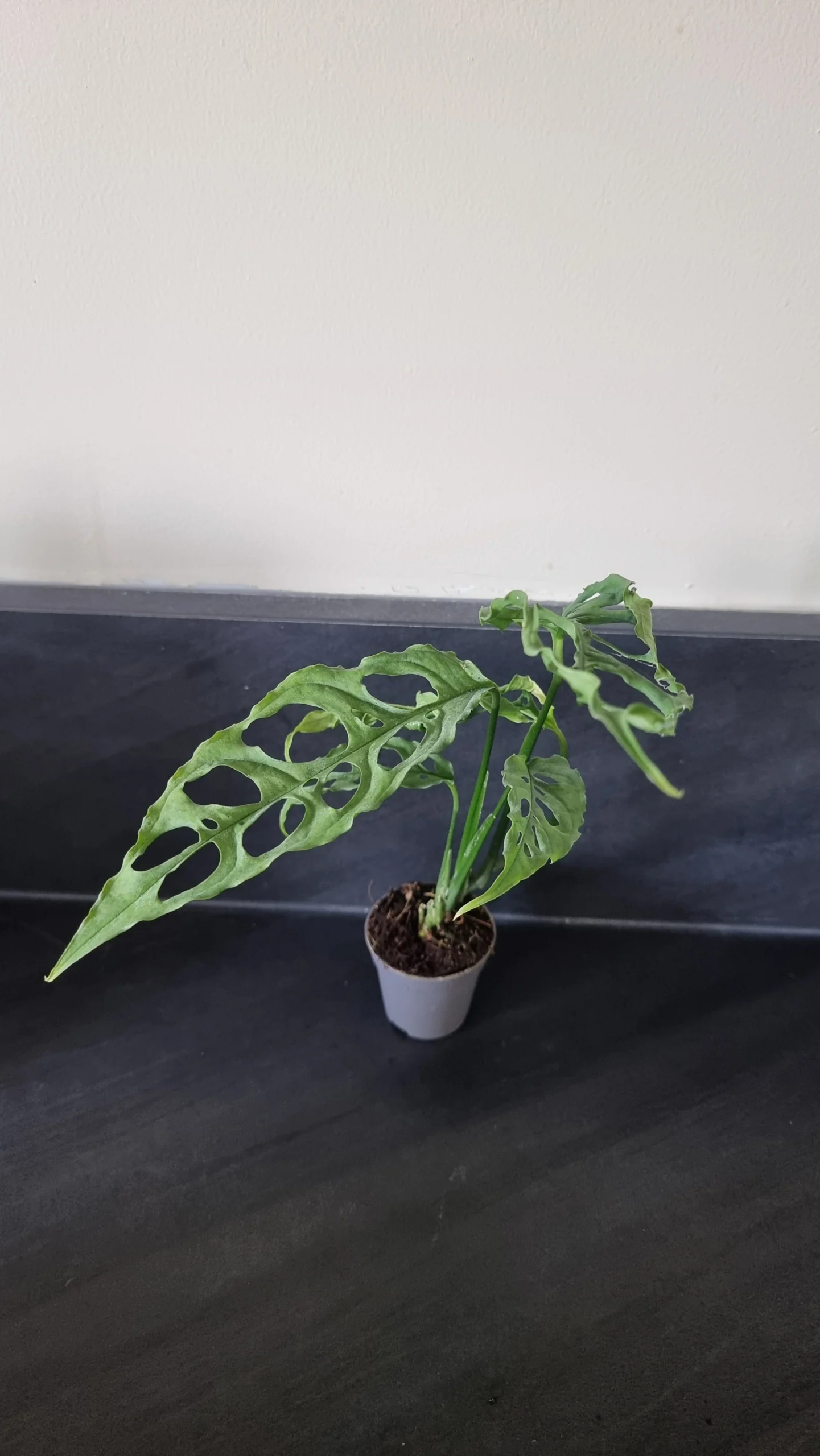 Monstera obliqua peru, plante entière 20cm